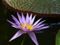 Purple water lily 11